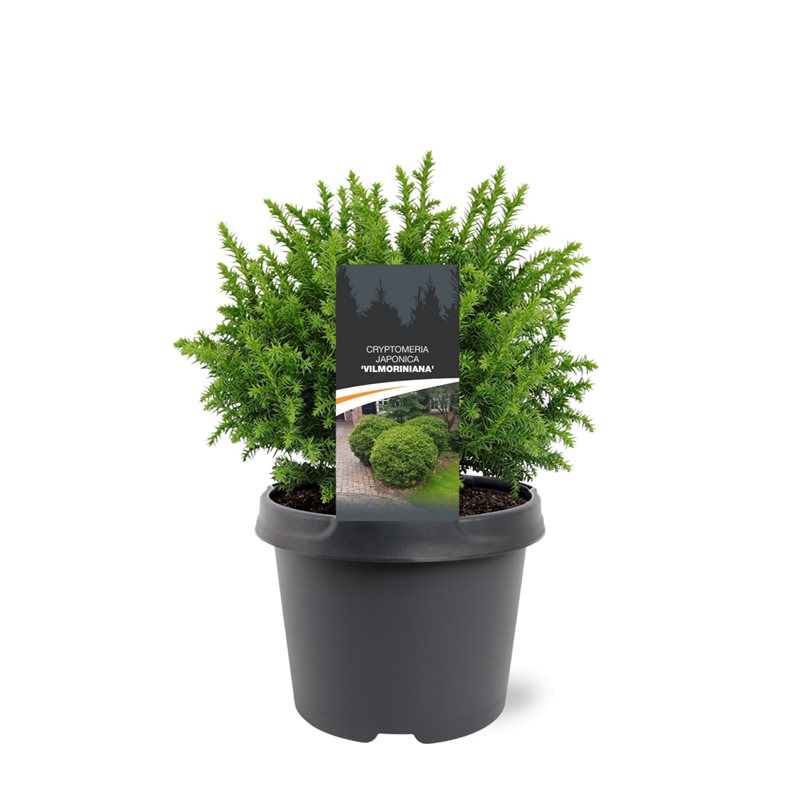 Cryptomeria Vilmoriniana 25cm 19cm Pot