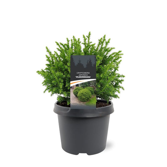 Cryptomeria Vilmoriniana 25cm 19cm Pot