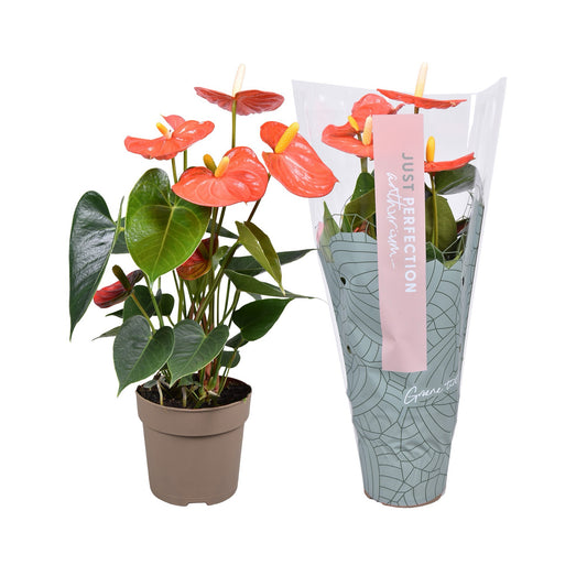 Anthurium Orange Champion 40cm 12cm Pot