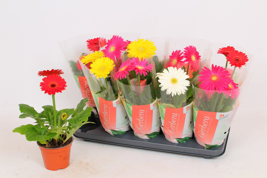 Gerbera Colourgame mix 35cm 12cm Pot
