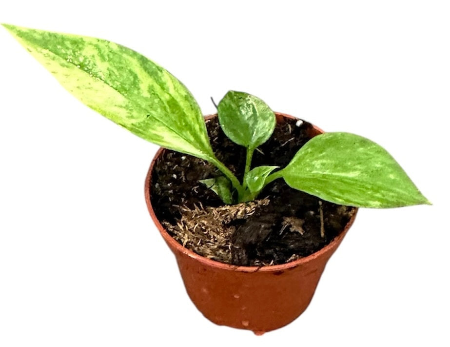 Anthurium Vittarifolium Variegata 8cm 6cm Pot