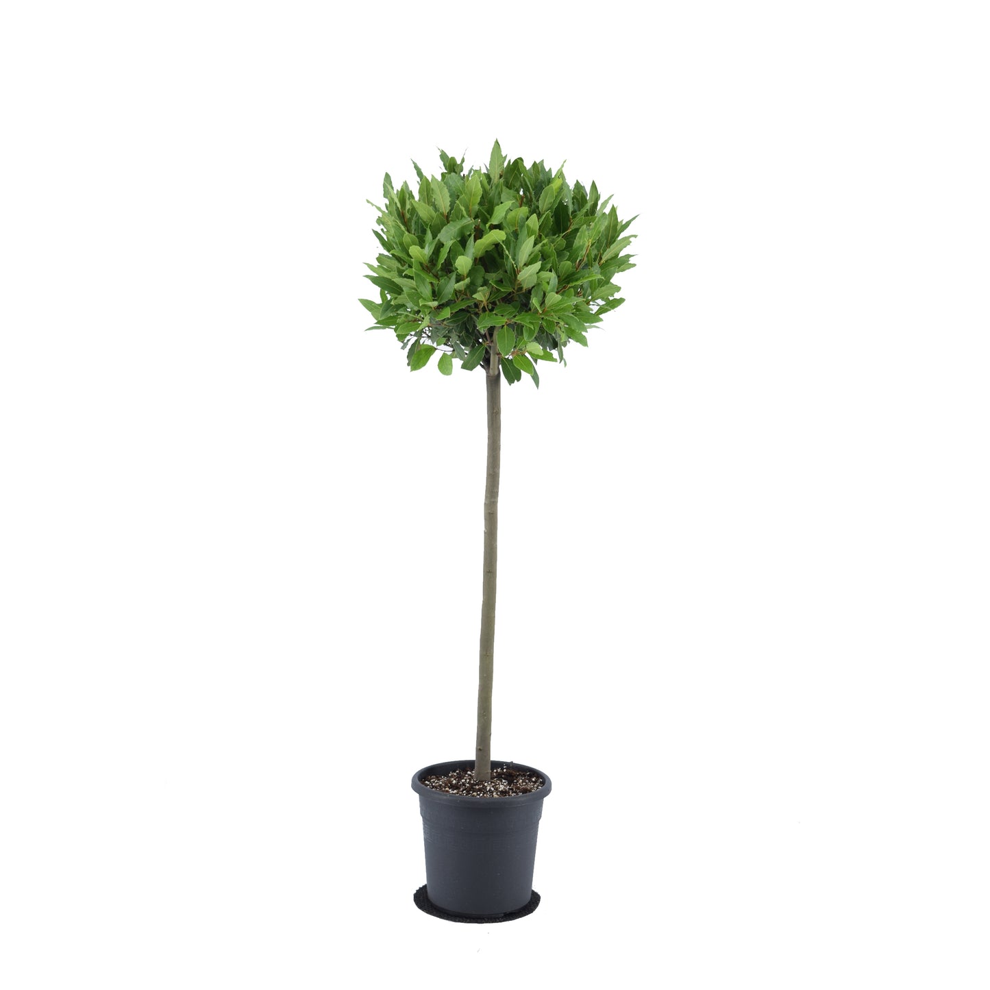Laurus nobilis 130cm 25cm Pot