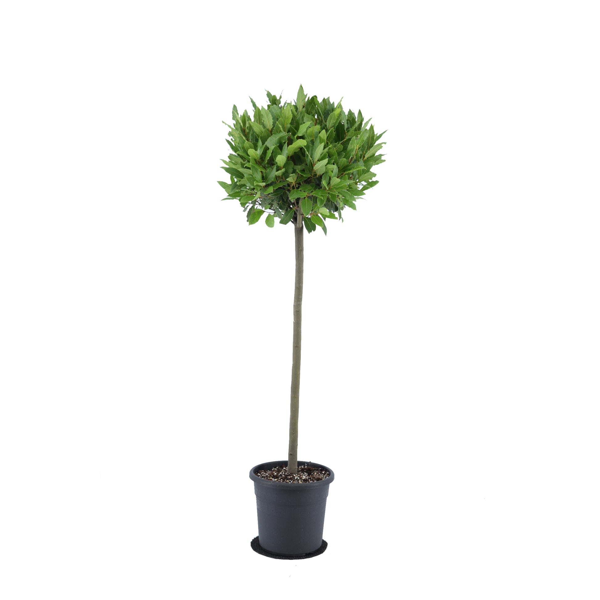 Laurus nobilis 130cm 25cm Pot