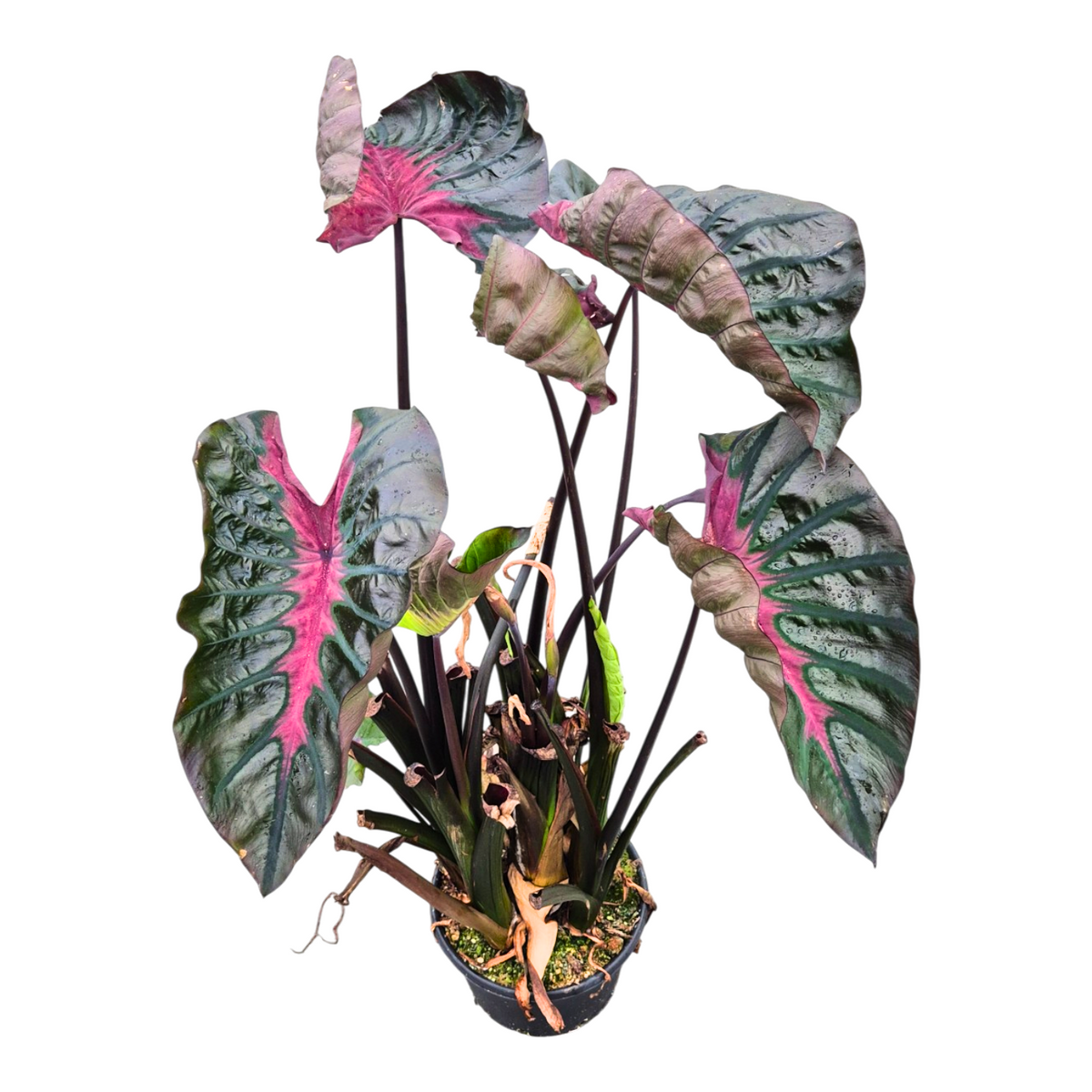 Colocasia Pharaohs Mask 130cm 30cm Pot