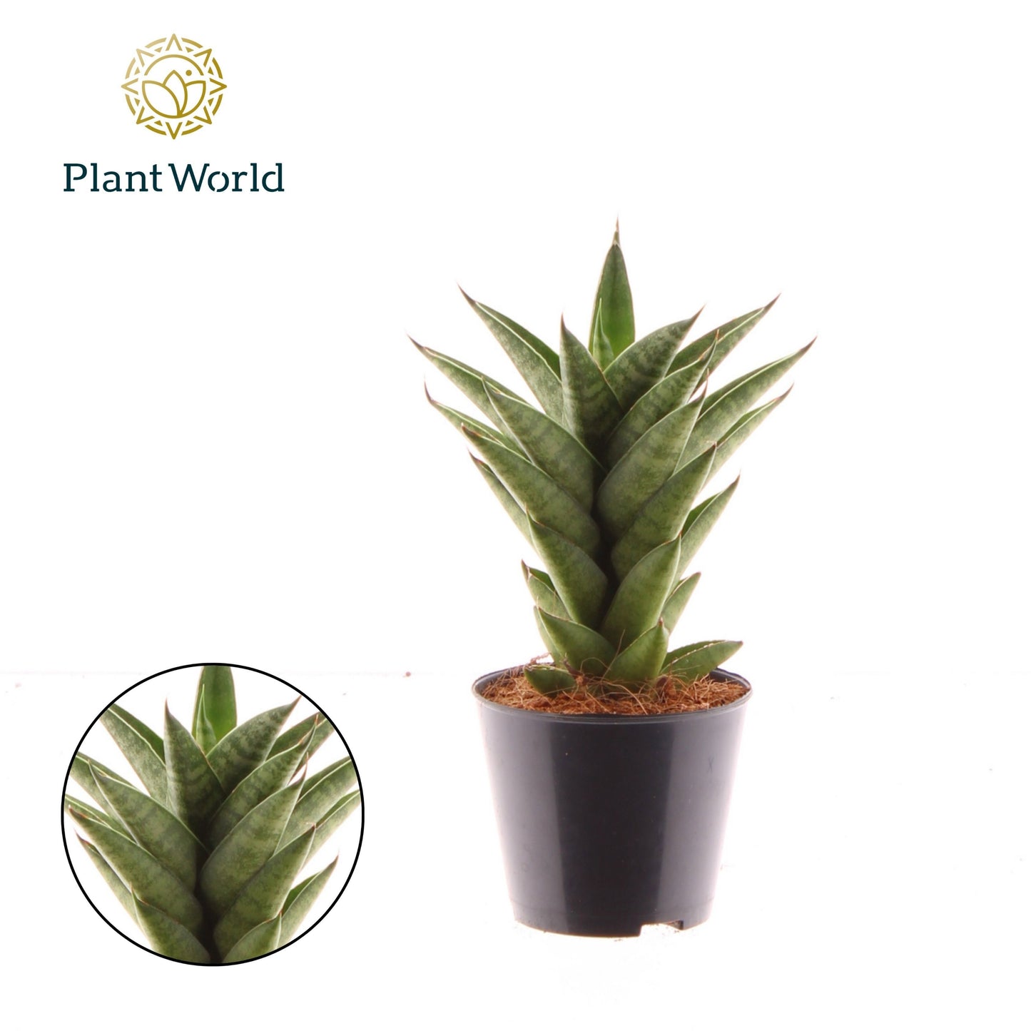 Sansevieria cylindrica 23cm Special Pot (508)