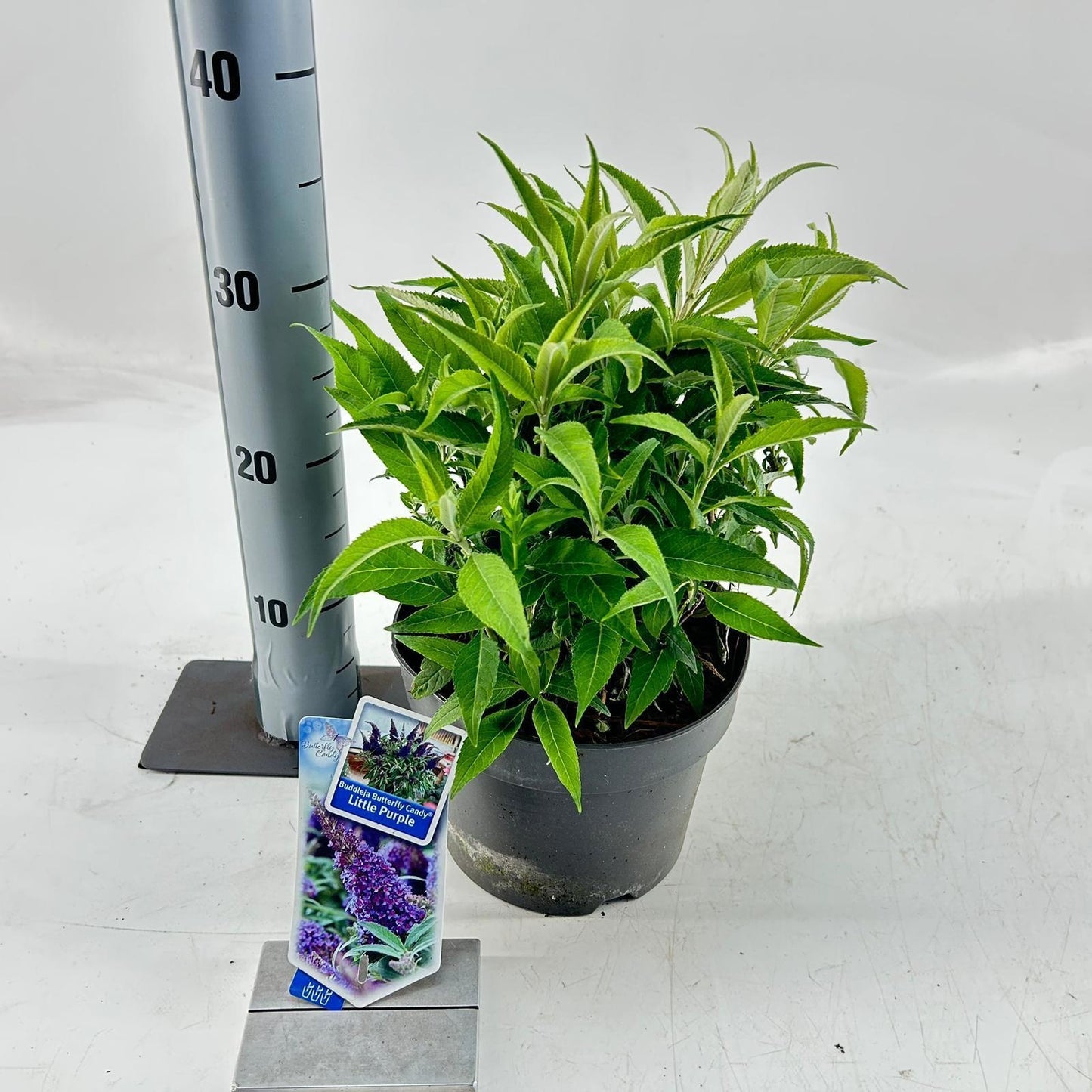 Buddleja Butterfly Candy Little Purple 35cm 19cm Pot