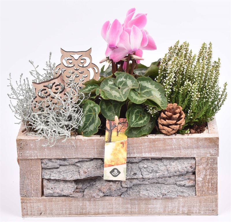 Outdoor arrangement 28cm Pot