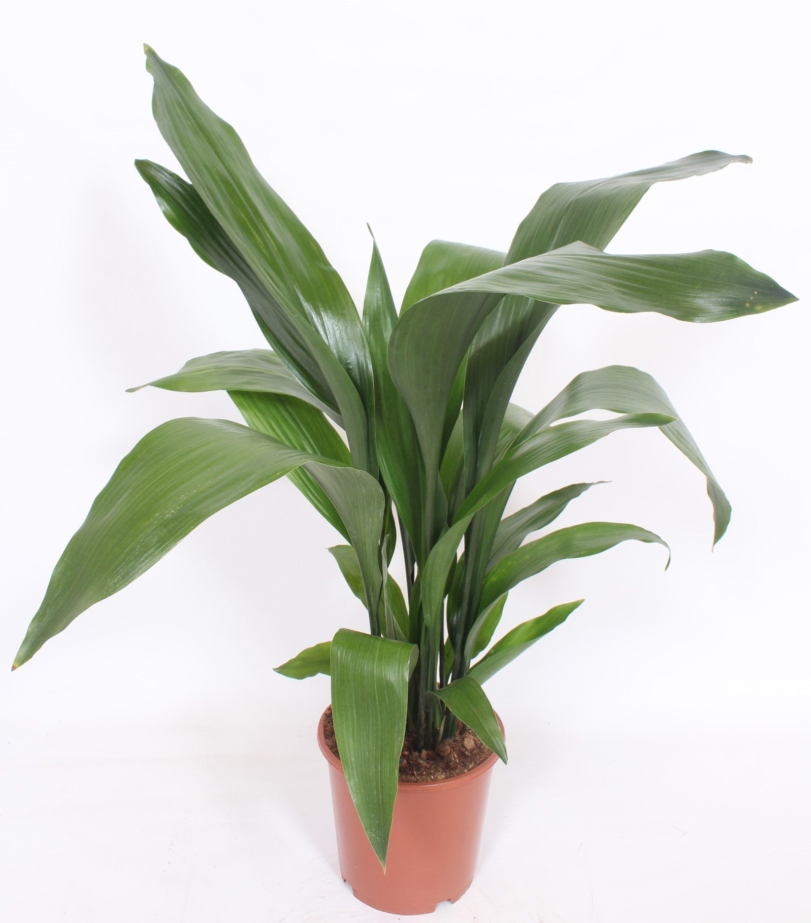 Aspidistra elatior 80cm 19cm Pot
