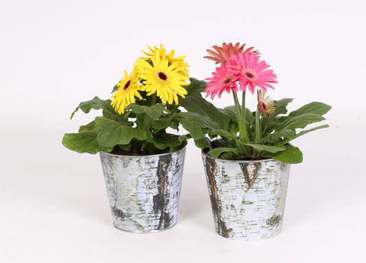 Gerbera mix 20cm 12cm Pot