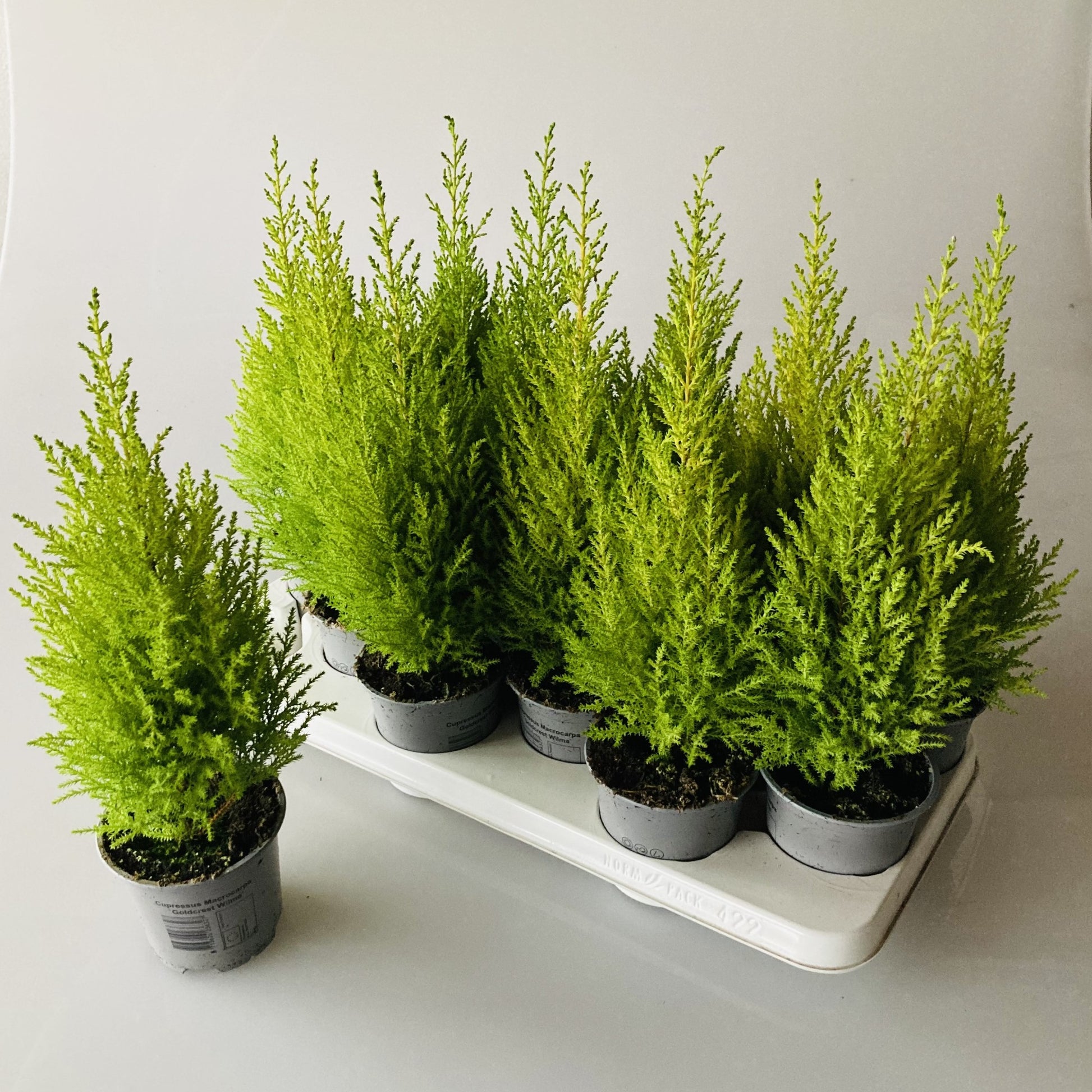 iPlants Wateringen Cupressus Goldcrest Wilma Pack of 12