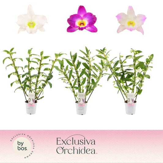 Dendrobium nob. mix 4 spike Exclusiva 50cm 12cm Pot