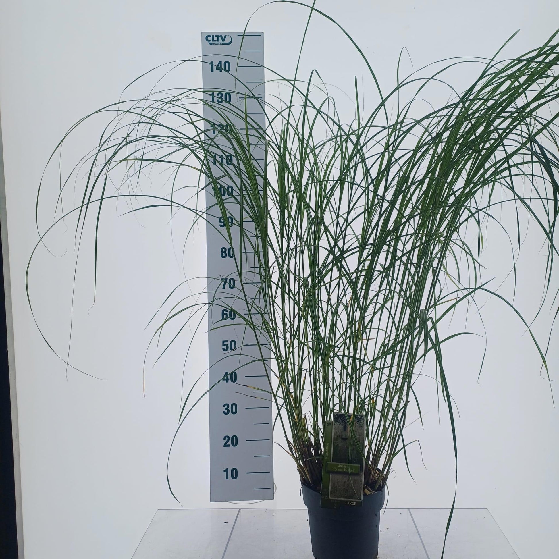Miscanthus sinensis 130cm 23cm Pot
