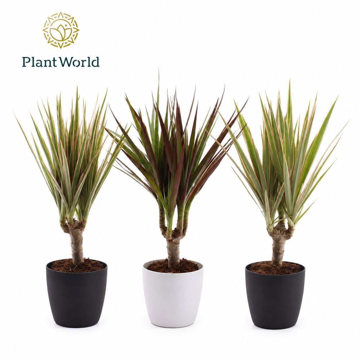 Dracaena marginata mix 30cm 7cm Pot