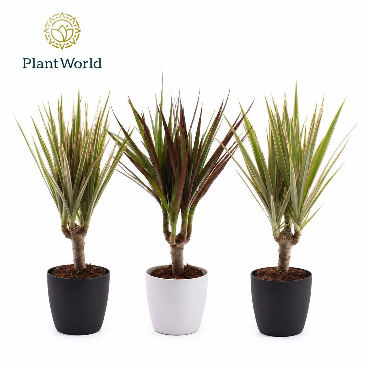 Dracaena marginata mix 30cm 7cm Pot