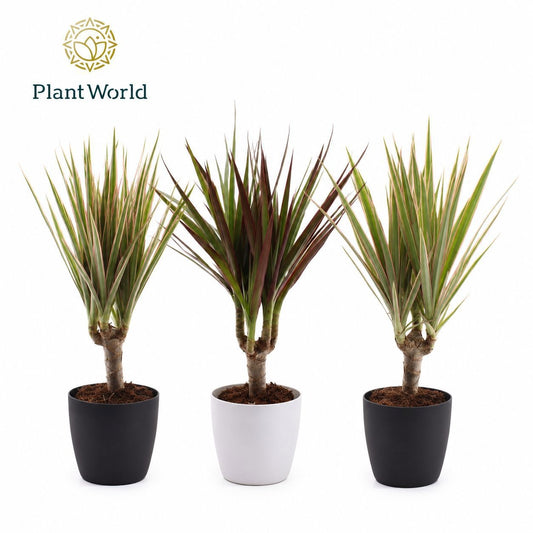 Dracaena marginata mix 30cm 7cm Pot