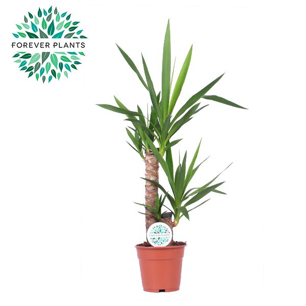 Yucca elephantipes 75cm 17cm Pot