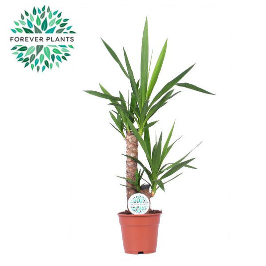 Yucca elephantipes 75cm 17cm Pot