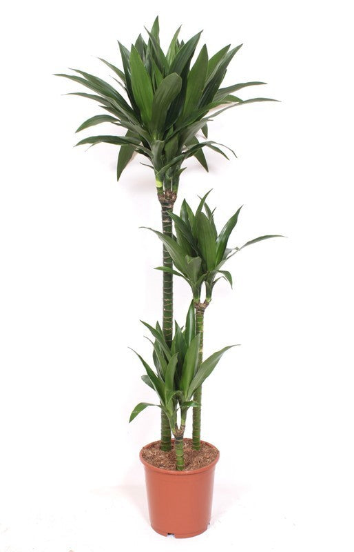 Dracaena fragrans Janet Craig 170cm 24cm Pot