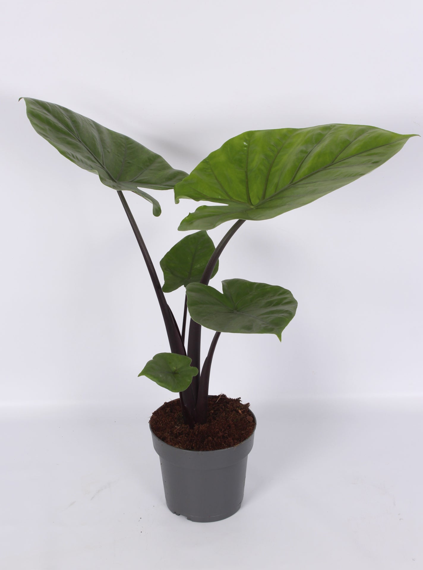 Alocasia amazonica 90cm 17cm Pot