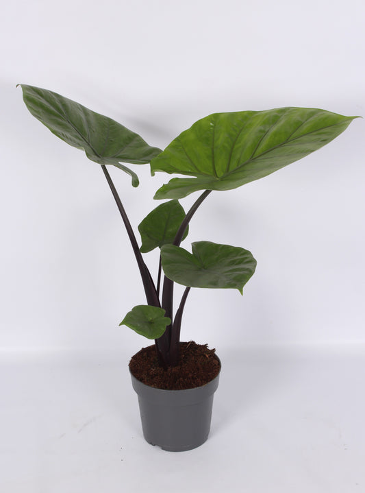 Alocasia amazonica 90cm 17cm Pot