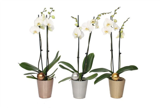 Phalaenopsis white 55cm 12cm Pot