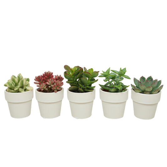 Succulent mix 10cm 5.5cm Pot