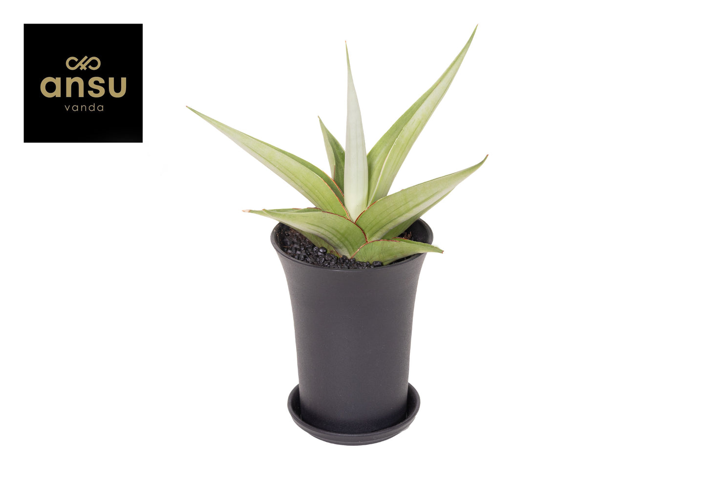 Sansevieria 23cm 10cm Pot