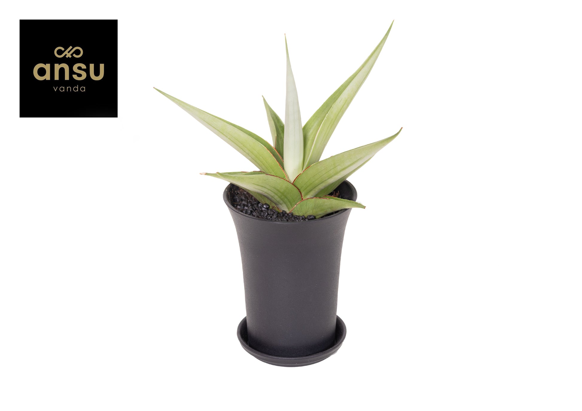 Sansevieria 23cm 10cm Pot
