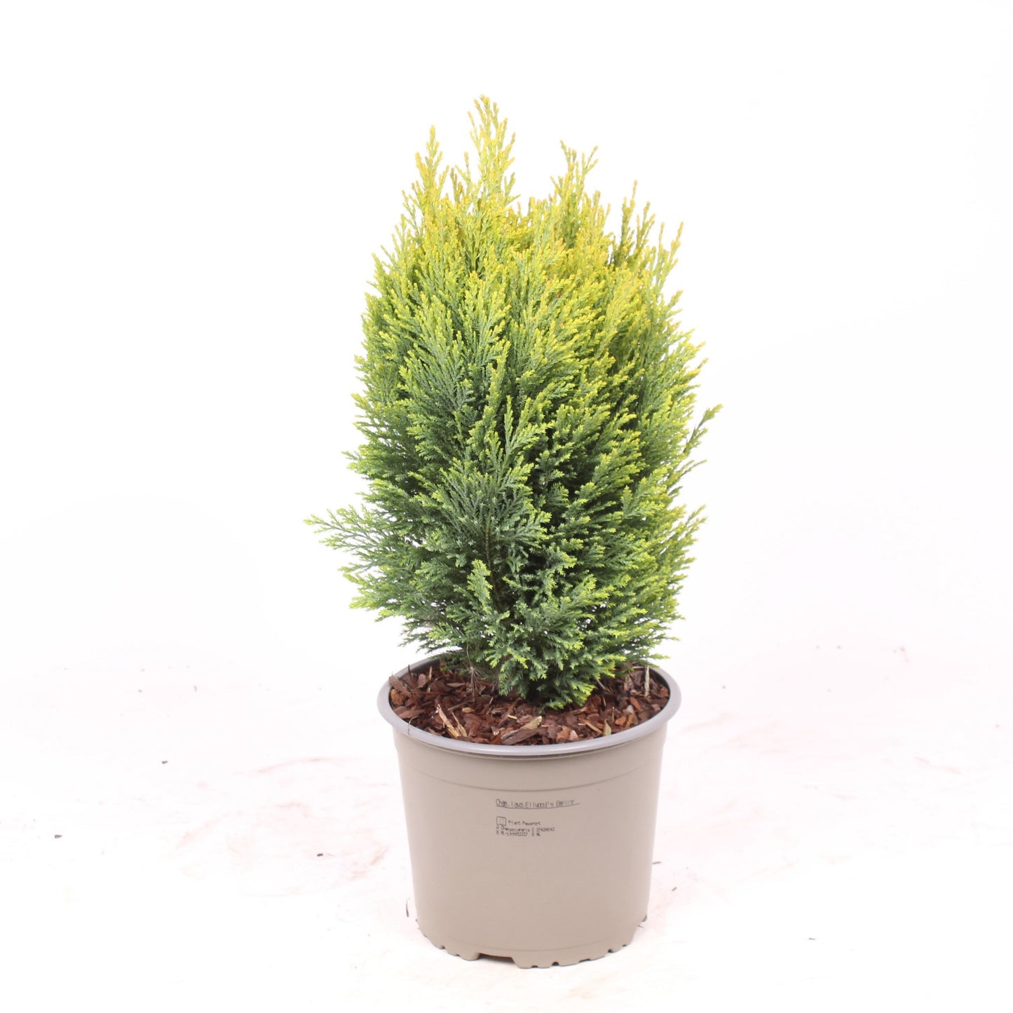 Chamaecyparis Ellwood's Empire 50cm 17cm Pot