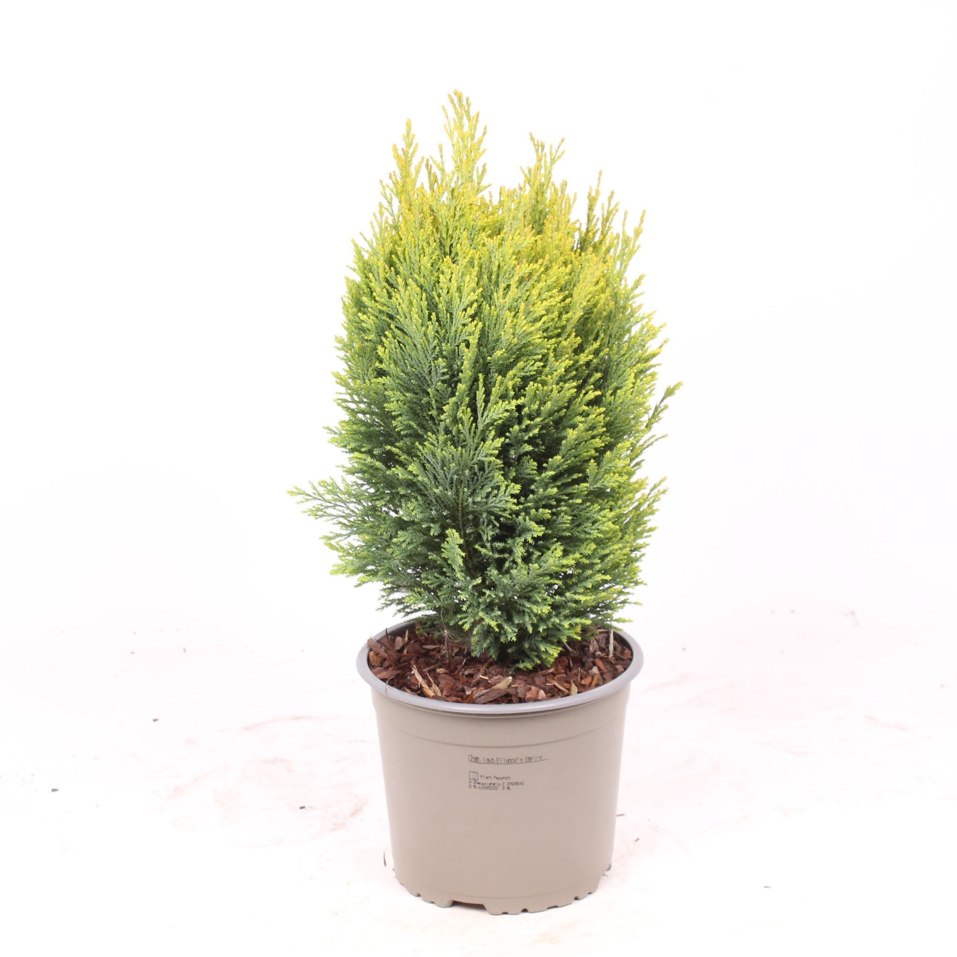 Chamaecyparis Ellwood's Empire 50cm 17cm Pot