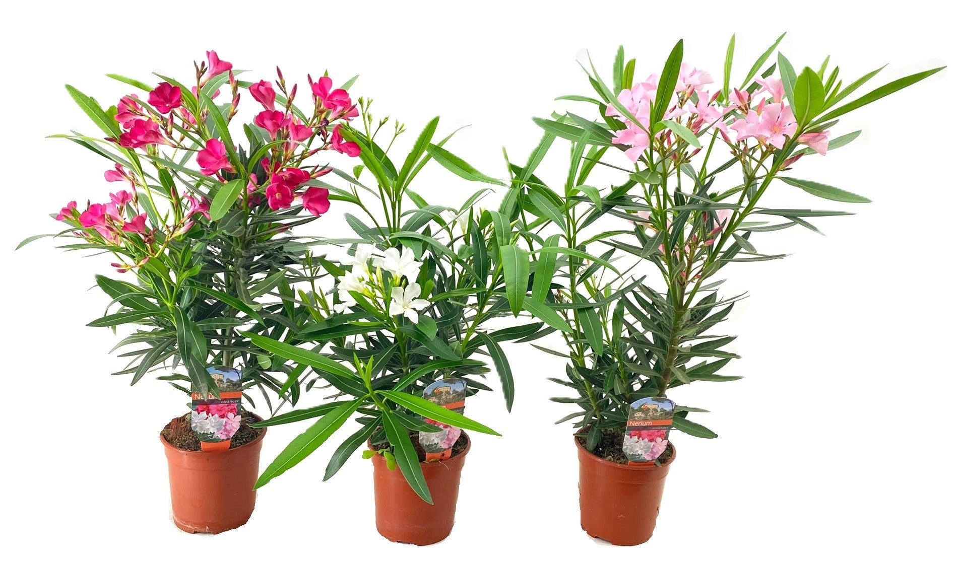 Nerium oleander mix 50cm 14cm Pot