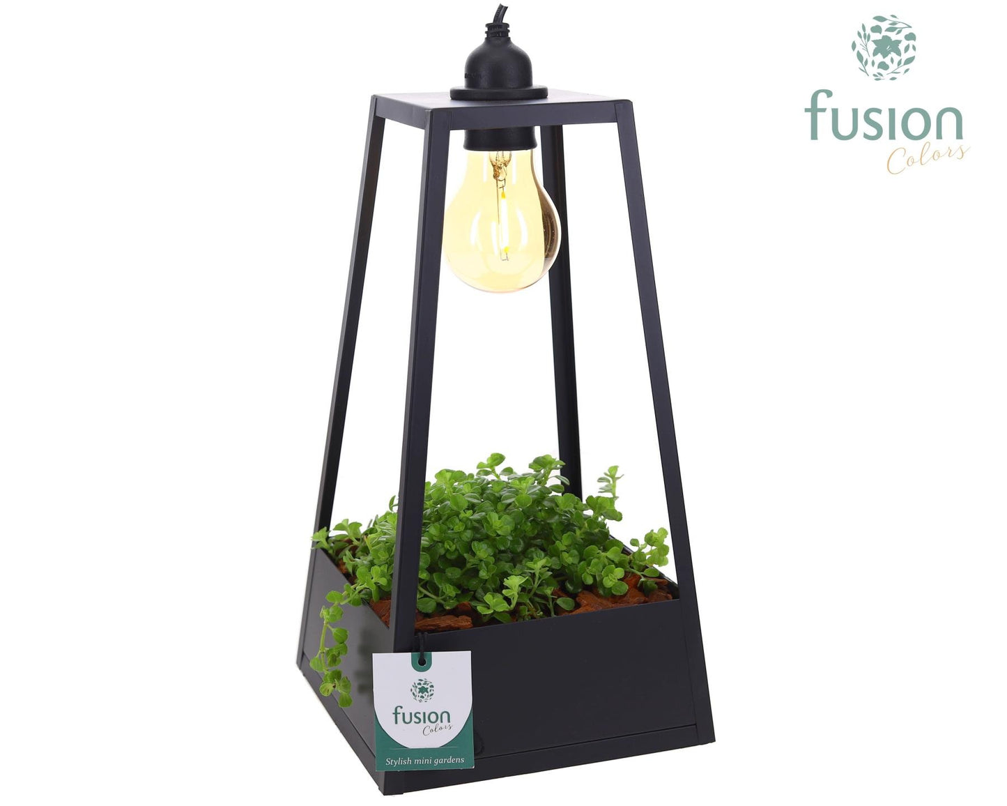 Fusioncolors BV Metaal Lantaarn Lamp zwart met LED verlichting met Pilea Pack of 3