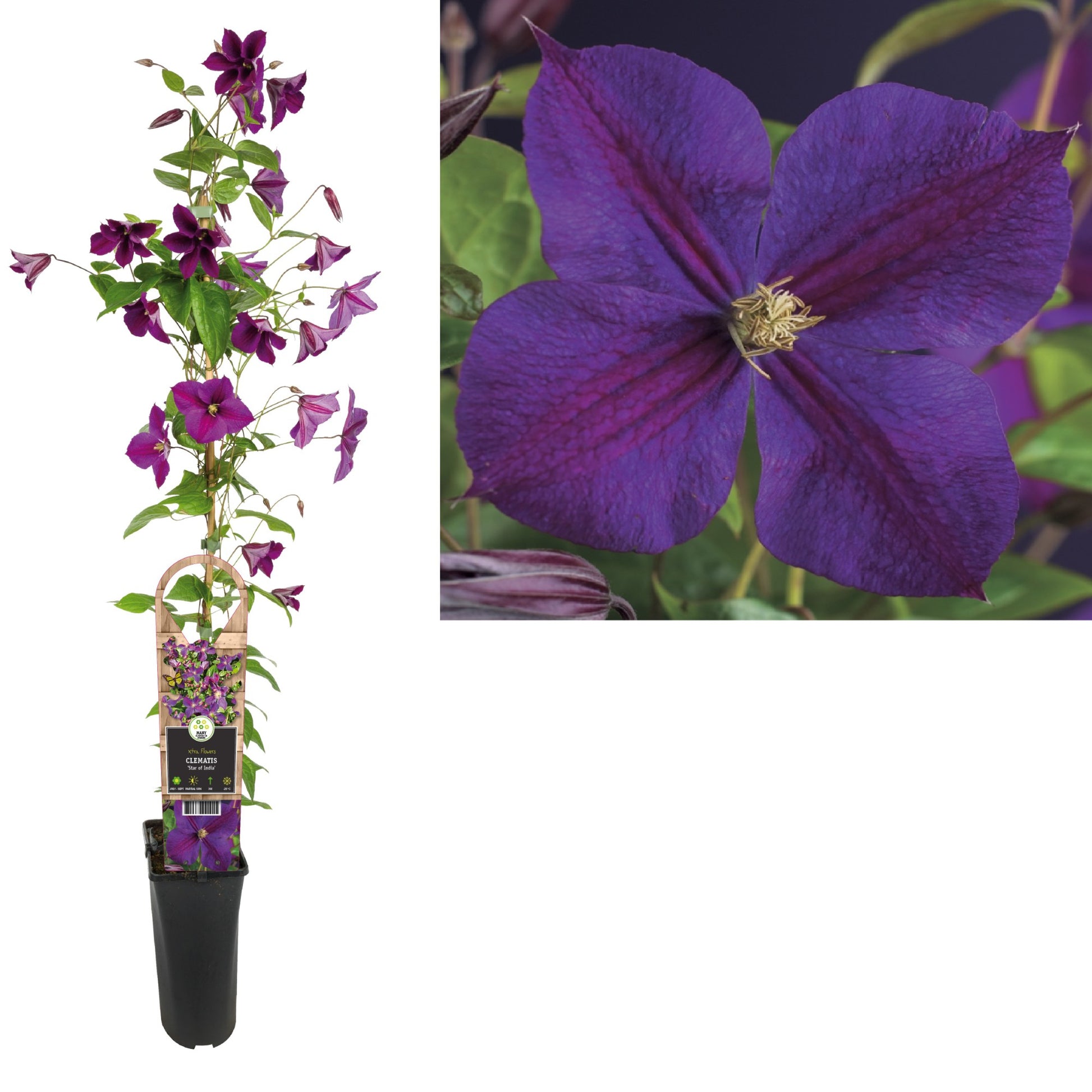 Clematis Star of India 95cm 17cm Pot