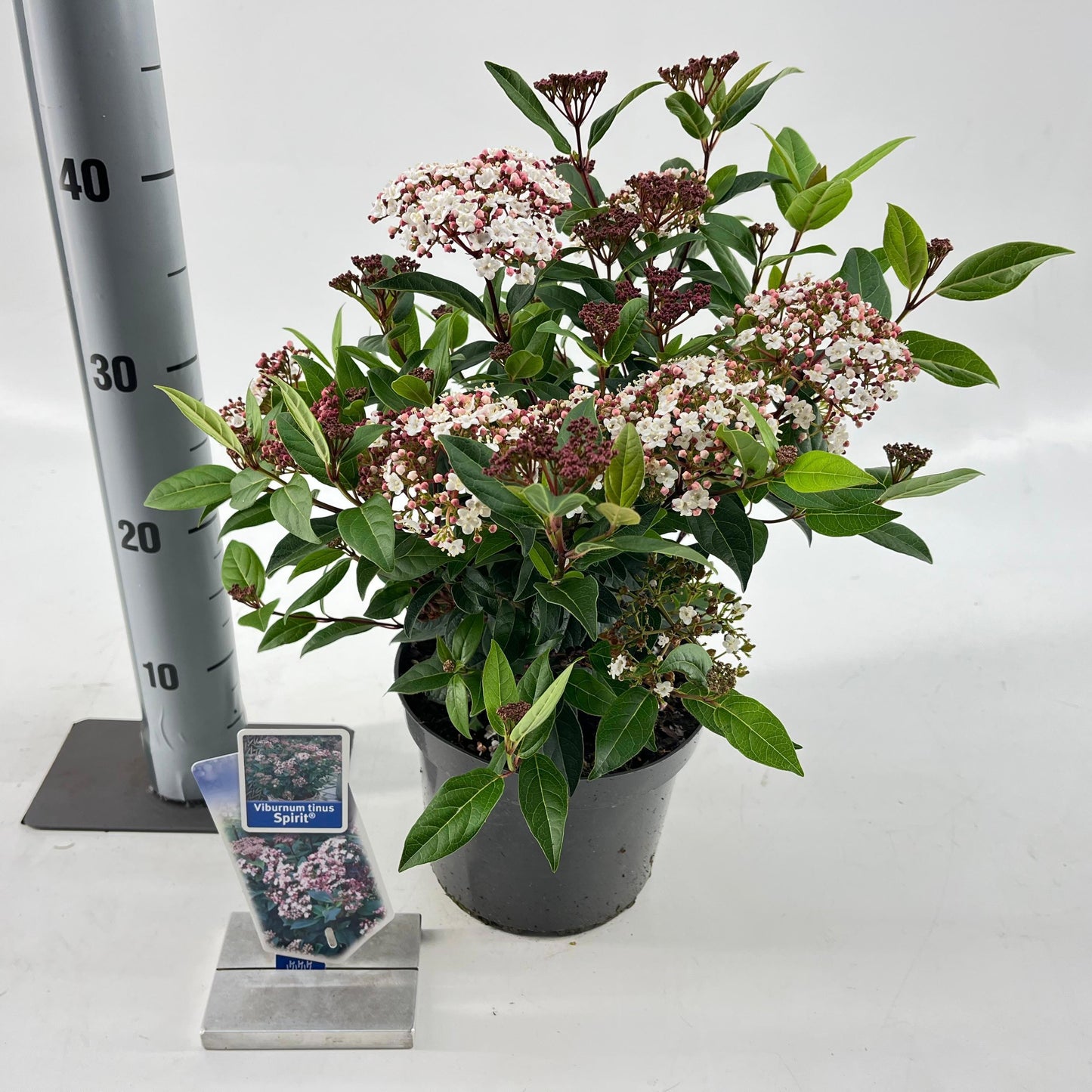 Viburnum tinus Spirit 40cm 19cm Pot