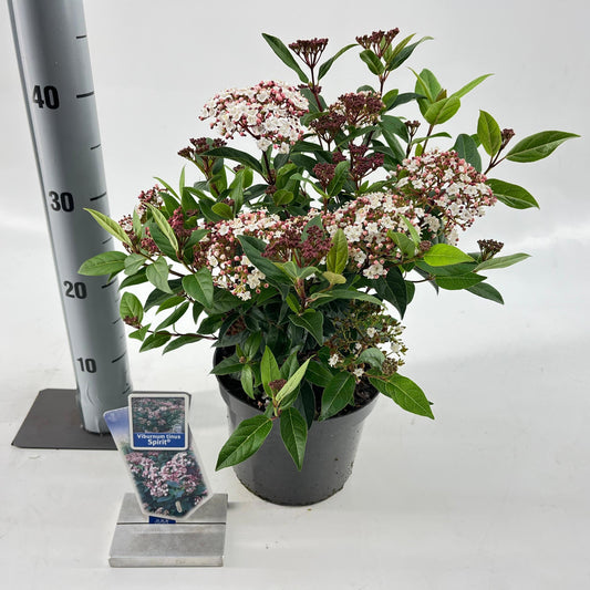 Viburnum tinus Spirit 45cm 19cm Pot