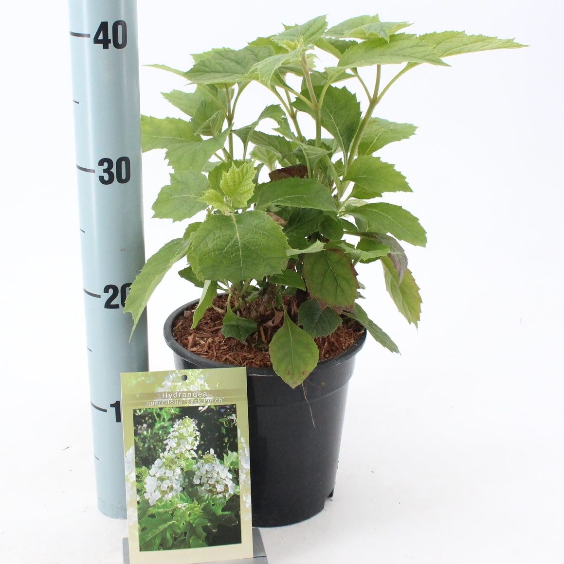 Hydrangea quercifolia 35cm 17cm Pot