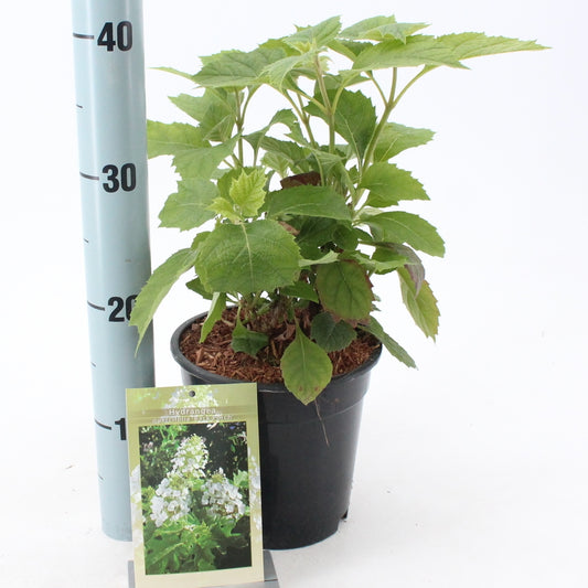 Hydrangea quercifolia 35cm 17cm Pot