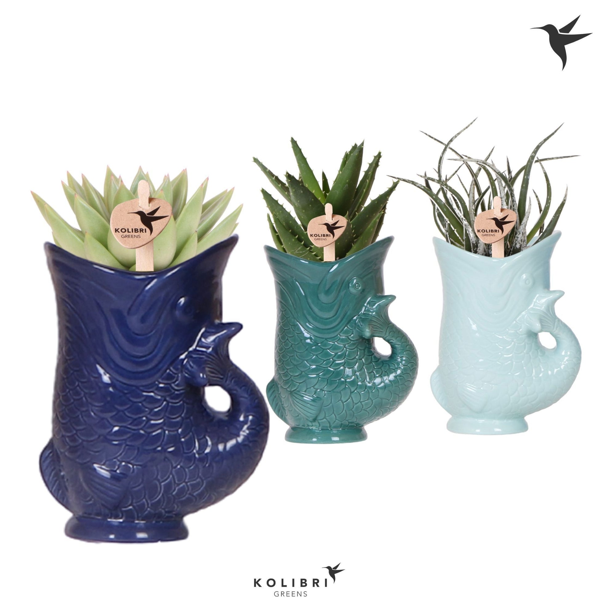 Succulenten mix (+ drp.ceramic) 27cm 9cm Pot