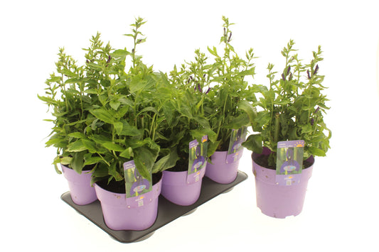 Lobelia spec. Starship Blue 15cm 15cm Pot