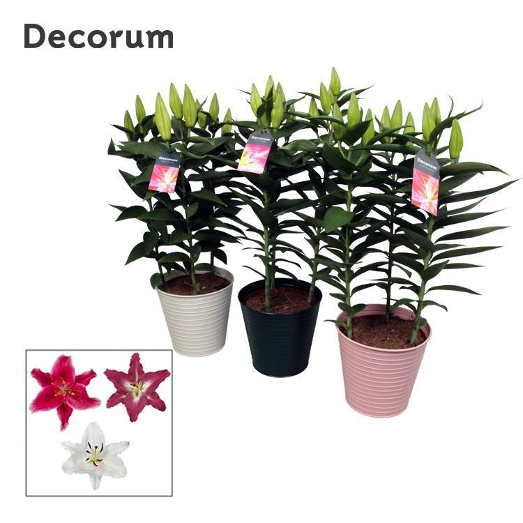 Lilium oriental mix 50cm 18cm Pot