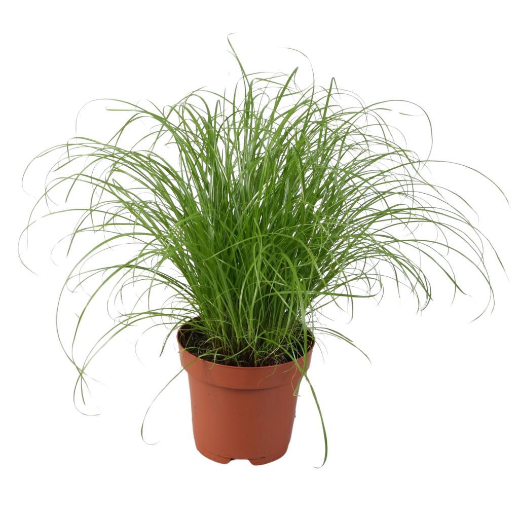 Cyperus Zumula (kitty grass) 28cm 12cm Pot