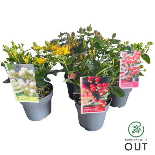 Hypericum Miracle mix 40cm 13cm Pot