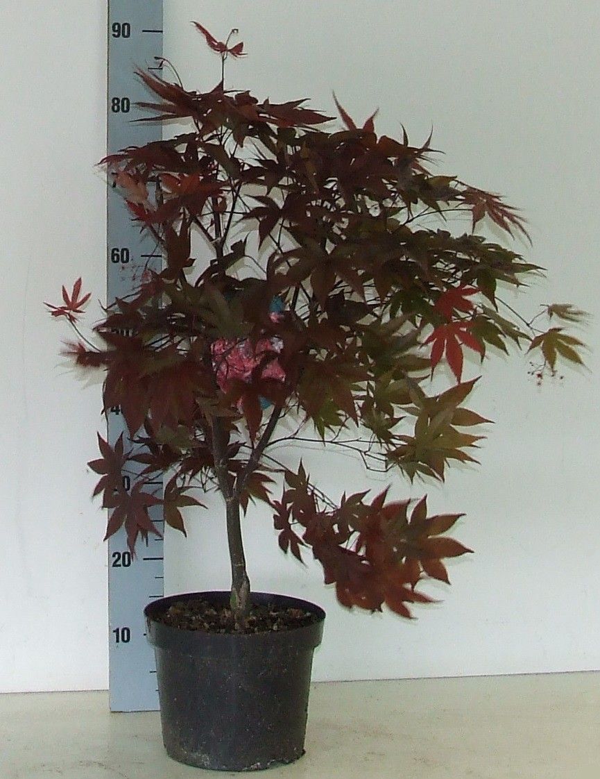 Acer Red Emperor 70cm 23cm Pot