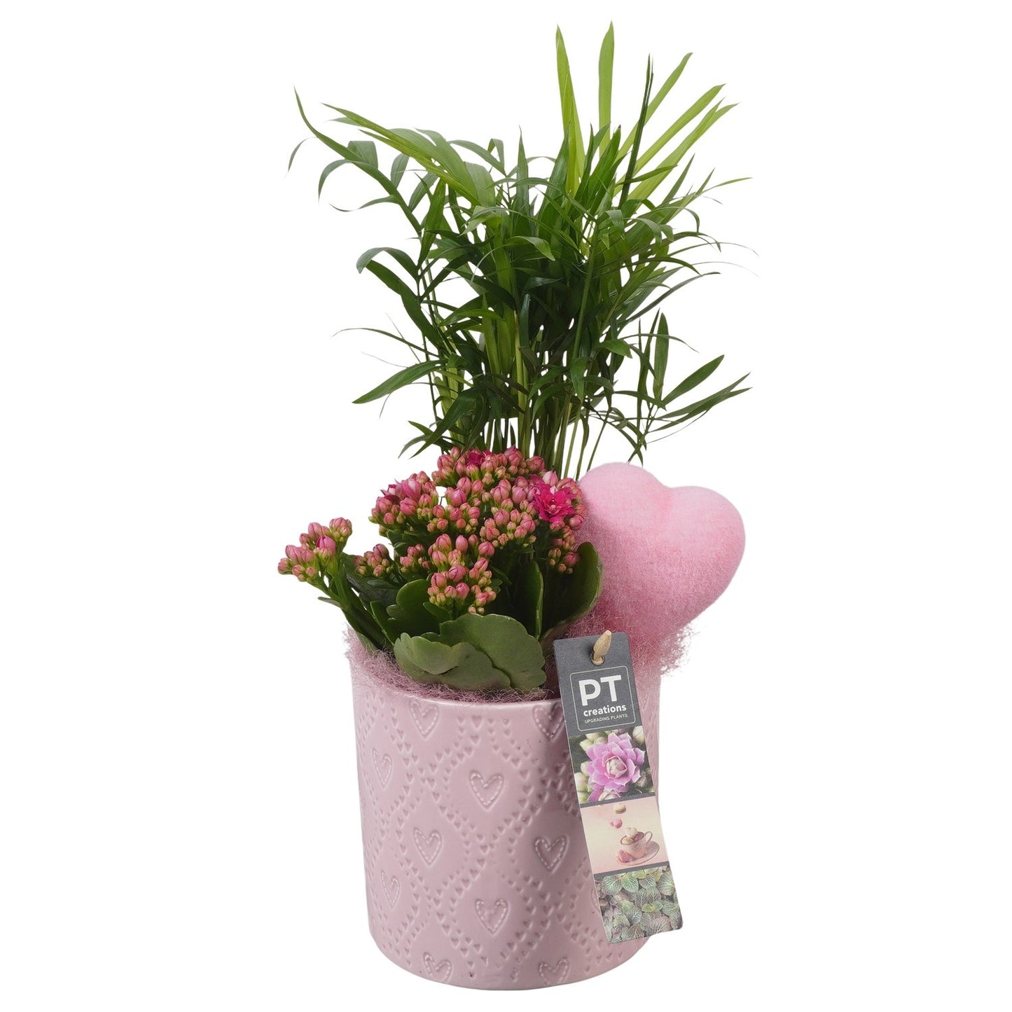 Indoor arrangement 36cm 12cm Pot