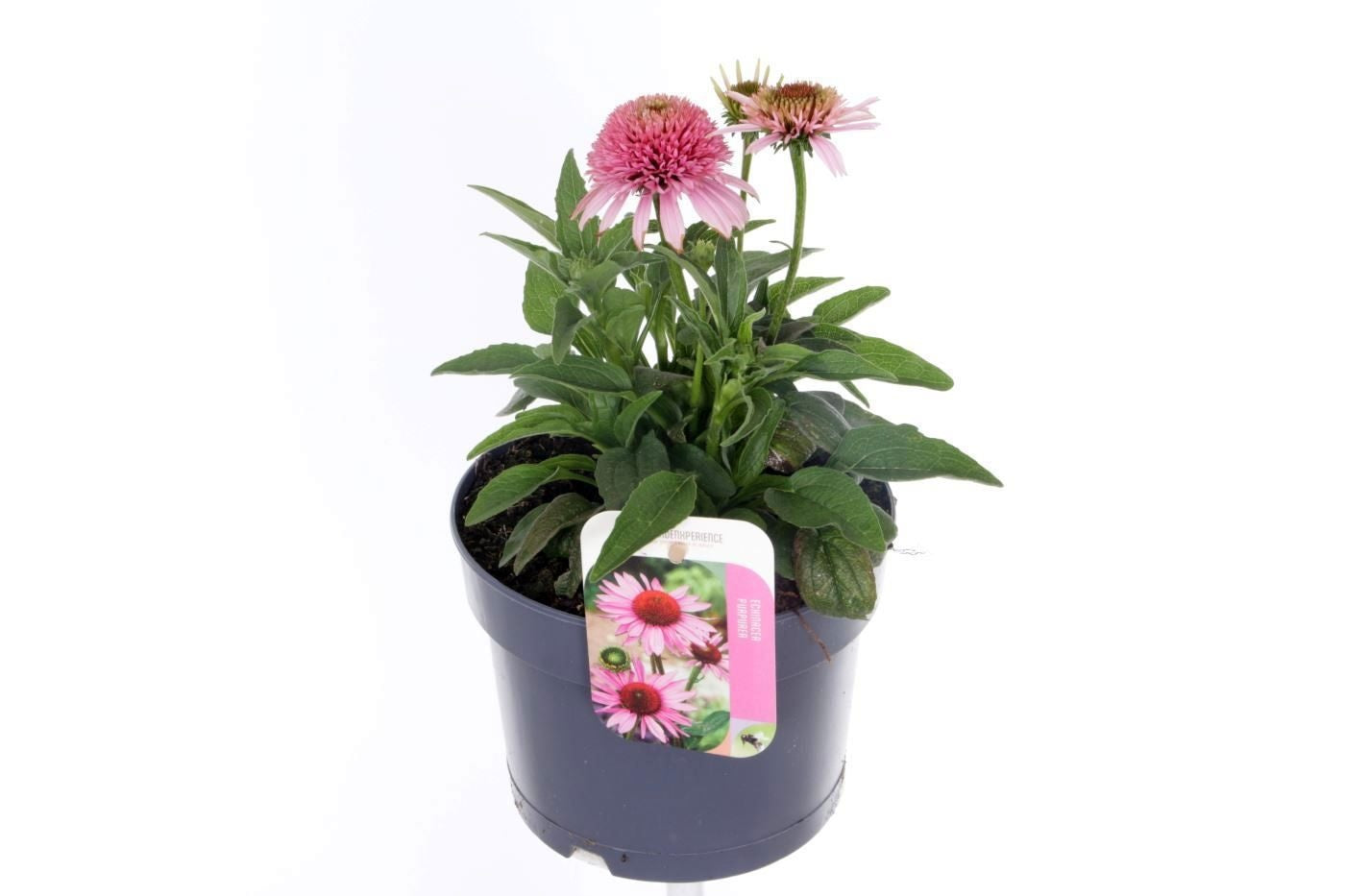 Echinacea purpurea 3cm 17cm Pot