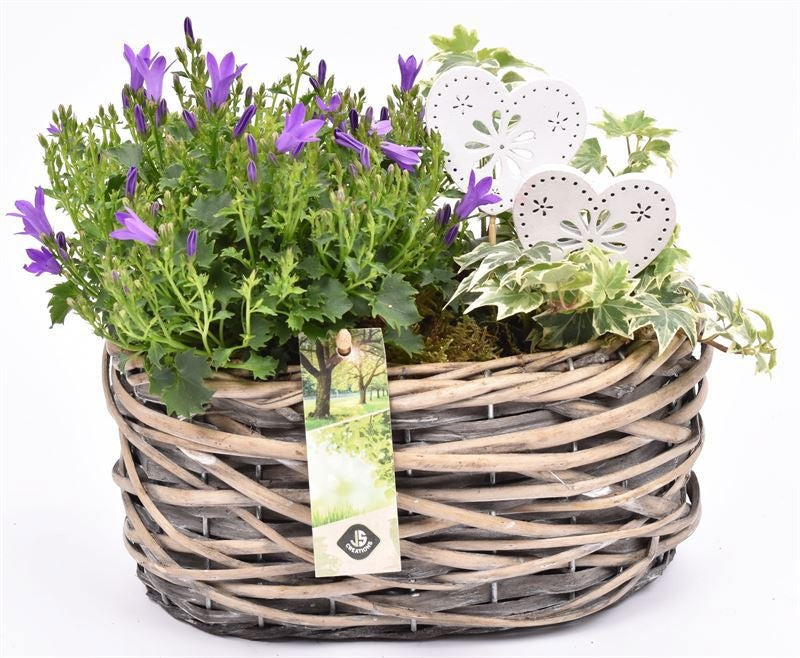 arr. Campanula 2241 22cm Pot