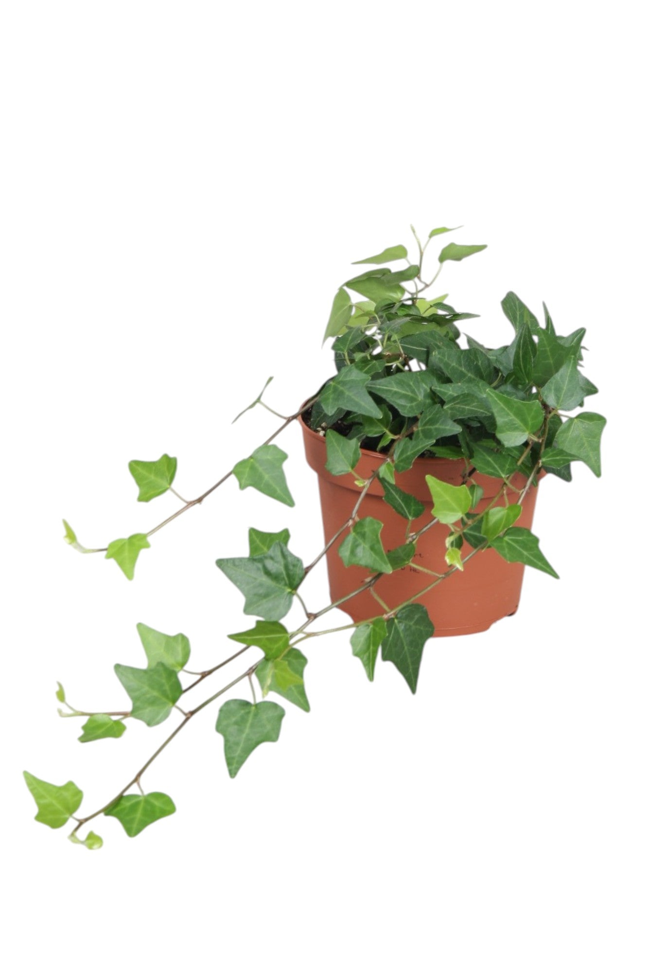Vireo-Hedera plant BV Hedera helix Lady Kay Pack of 8