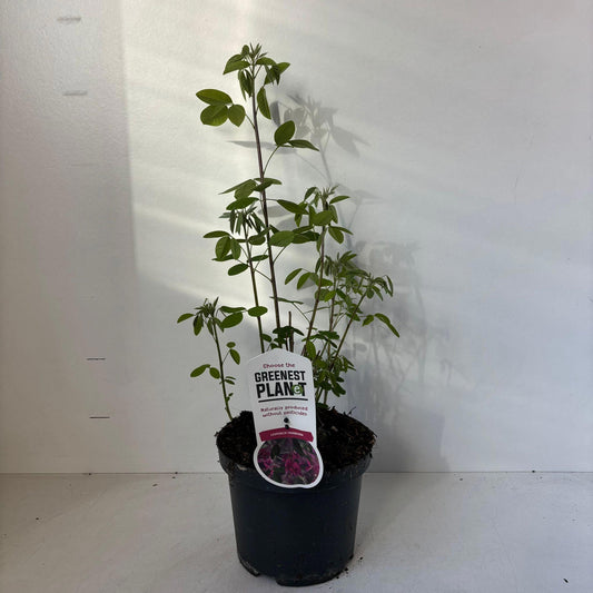 Lespedeza thunbergii 40cm 19cm Pot
