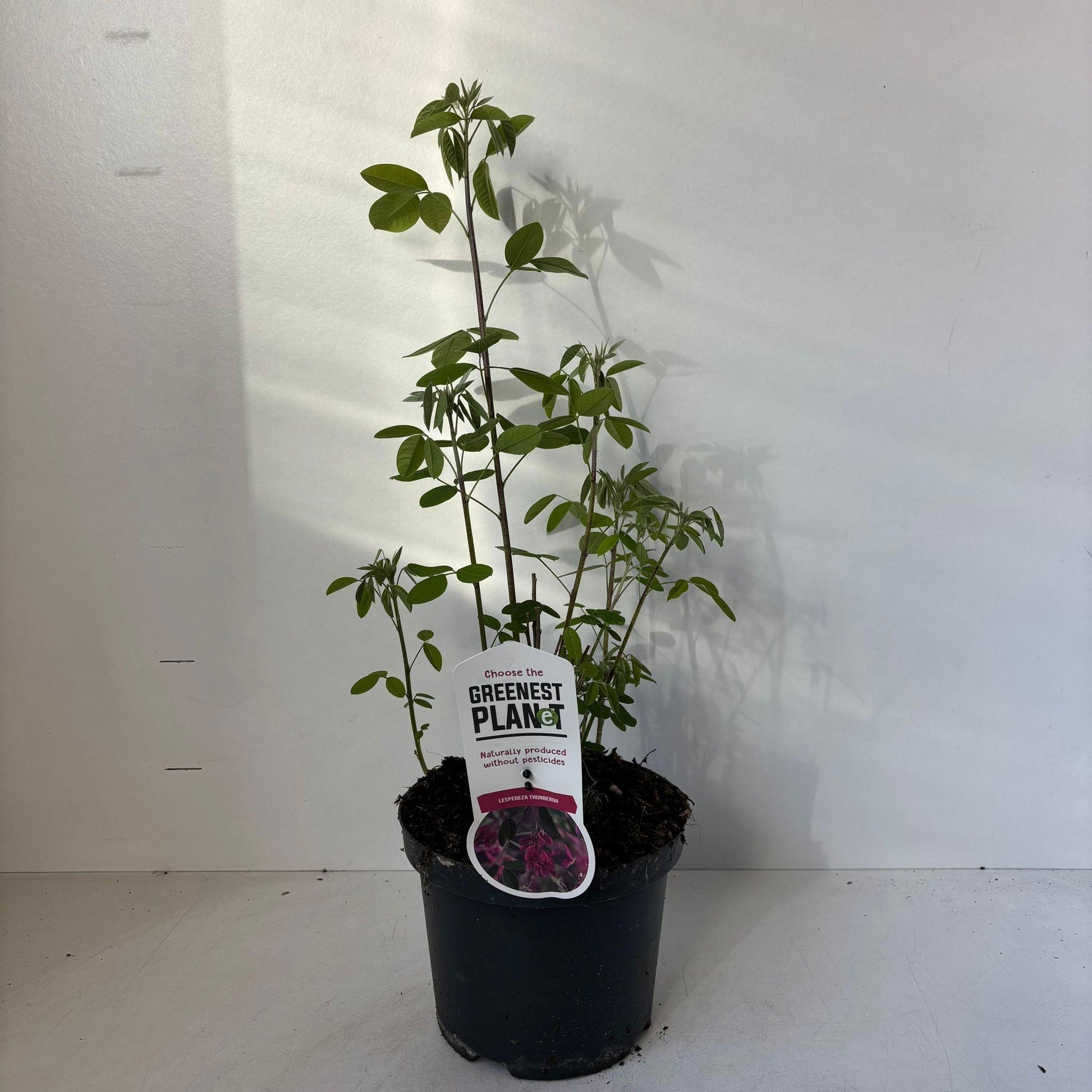 Lespedeza thunbergii 40cm 19cm Pot