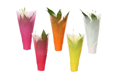 Spathiphyllum Pearl Cupido 35cm 9cm Pot